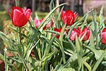 Tulipa stapfii.jpg