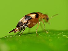 Tumbling Flower Beetle (14535064135) .jpg