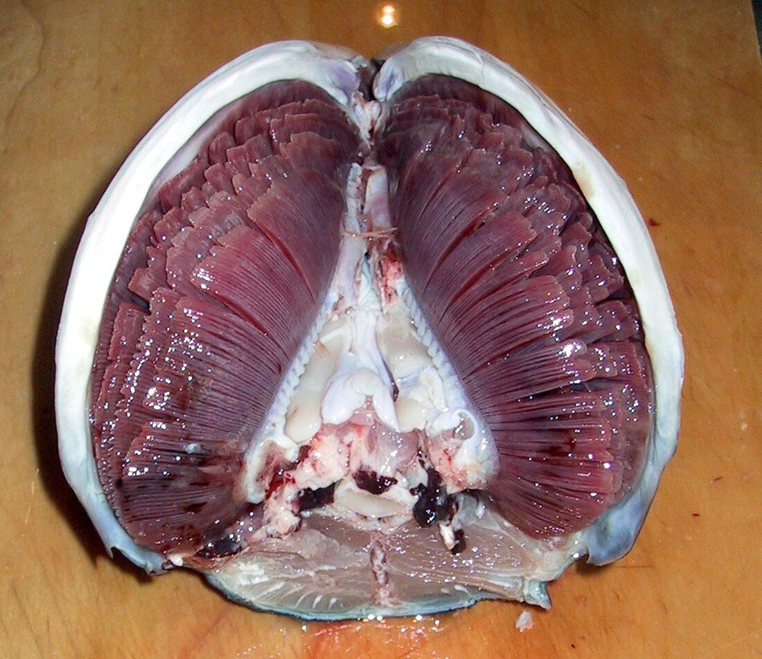 File:Tuna Gills in Situ 01.jpg