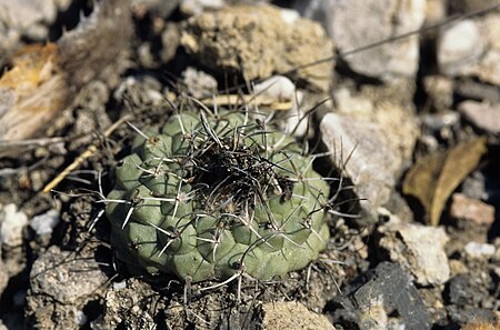 Turbinicarpus hoferi