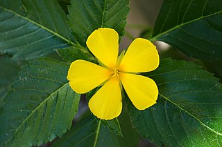 <i>Turnera ulmifolia</i> Species of flowering plant