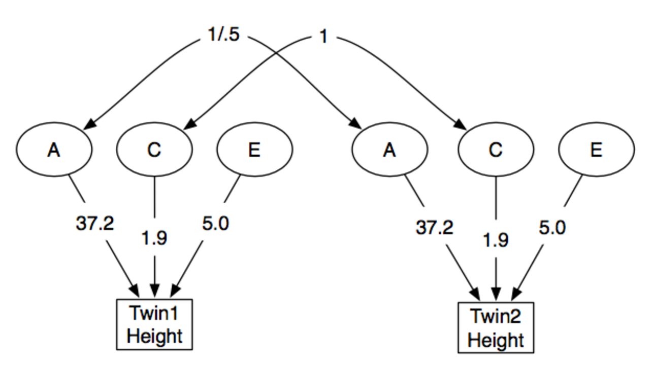Близнецы том 2 и том 1. Генетика близнецов. Сьюэлл Райт генетика. Дизиготные Близнецы схема. Model study structure.