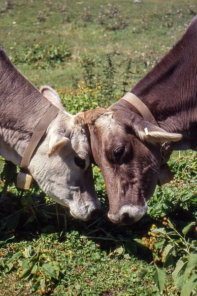 File:Two Cows - Alps, Italy - About 1994 03.jpg