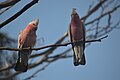 Two galahs.