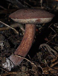 Tylopilus brunneus 38195.jpg