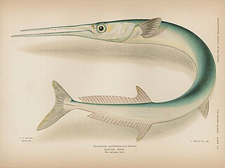 <span class="mw-page-title-main">Houndfish</span> Species of fish