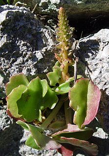 <i>Umbilicus horizontalis</i> Species of succulent