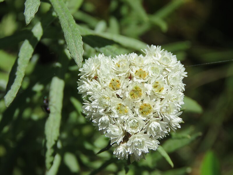 File:Unidentified Anaphalis at Tiger nest during LGFC - Bhutan 2019 (8).jpg