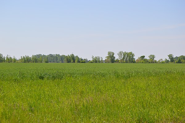 Wheat fields on Union Hill Road