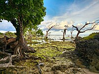 Mangroves as guardians of the coast located at Baganga Protected Landscape in Baganga, Davao Oriental. Photograph: Macraw777 (CC BY-SA 4.0)