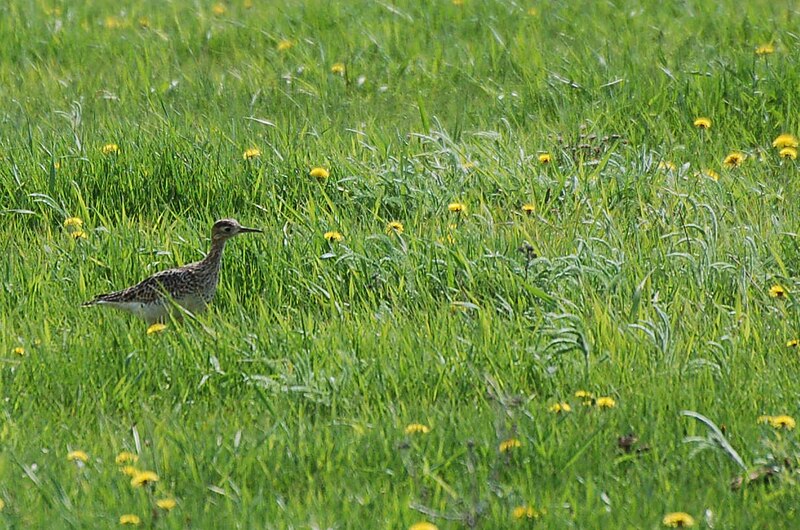 File:Upland Sandpiper (3618708308).jpg