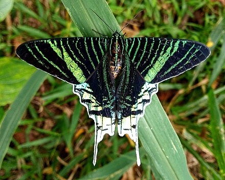 Green banding. Бабочка Урания Мадагаскарская. Urania leilus бабочка. Urania leilus бабочка Peru. Chrysiridia rhipheus.