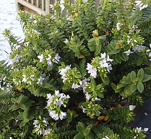 Veronica elliptica MRD.jpg