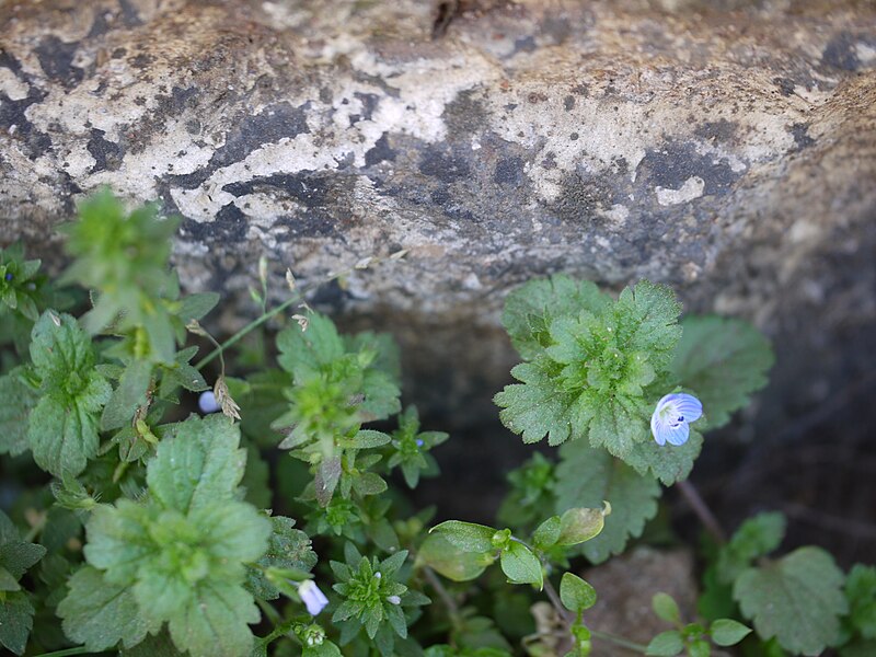 File:Veronica persica (6365034509).jpg