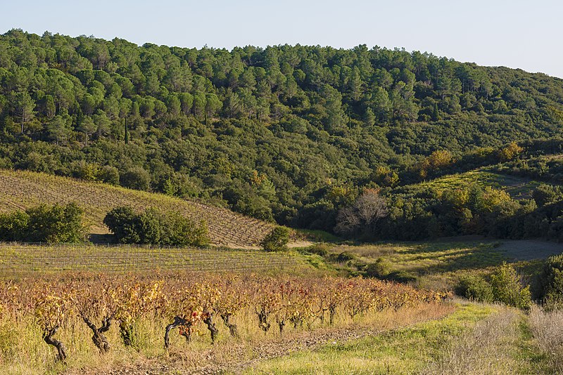 File:Vineyards in Cabrerolles 01.jpg