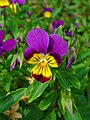 Viola tricolor 003.JPG