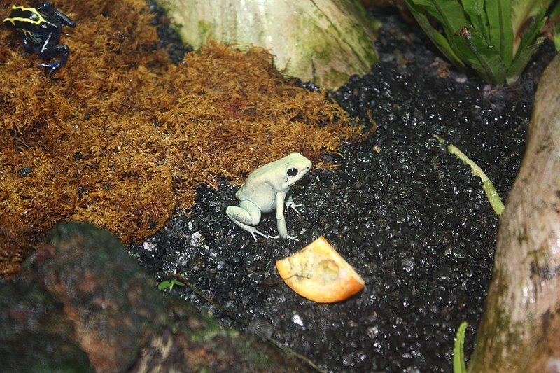 File:WLA hmns Golden Poison Dart Frog.jpg