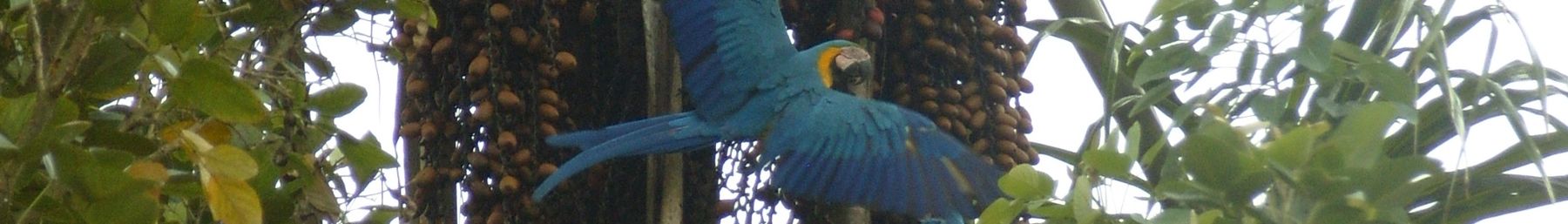 WV banner Amazonas Colombia Ara in flight.jpg