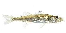 Walleye 01.jpg