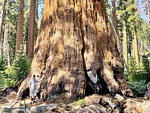 Close up of the Washington Tree (July 2023) Washington Sequoia Tree in Sequoia National Park (close up) July 2023.jpg