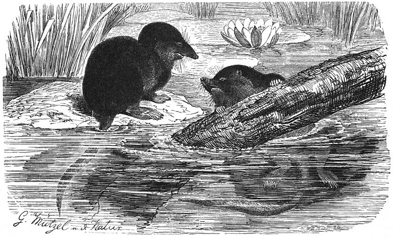 File:Wasserspitzmaus-drawing.jpg