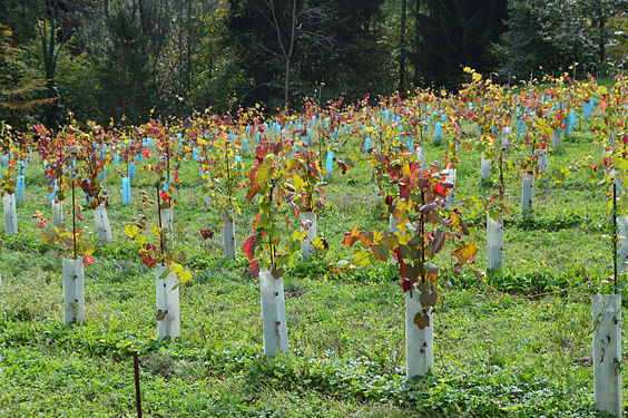 Herbstfarbene Weinblaetter im Sausal, Steiermark.