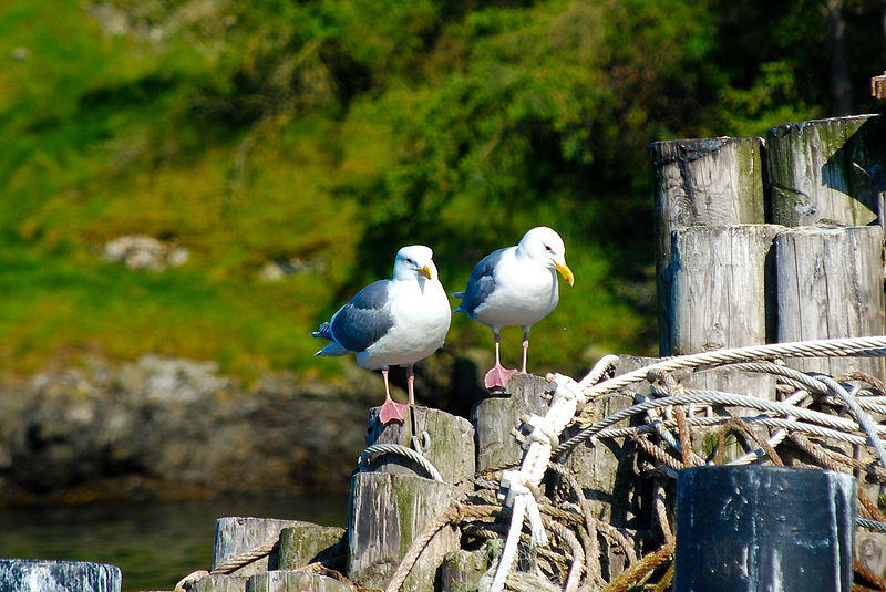 File:Welcoming Committee, Shaw Island.jpg