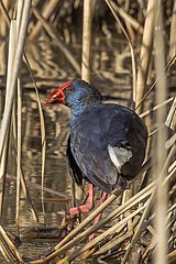 Western swamphen Porphyrio porphyrio