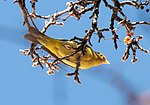 Thumbnail for File:Western tanager in Chelsea (75264).jpg