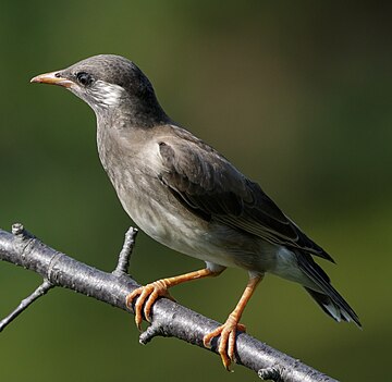 Spodiopsar cineraceus