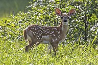 State Animal of Honduras