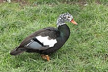 White-winged wood duck (Asarcornis scutulata).jpg