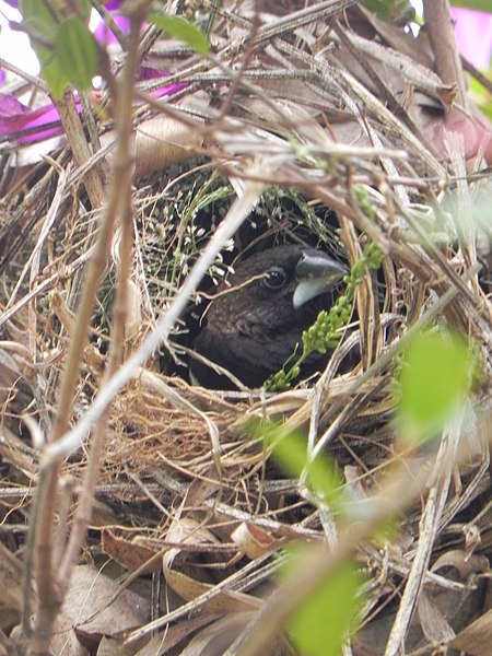 ไฟล์:White_Rumped_Munia_(Lonchura_Striata).jpg