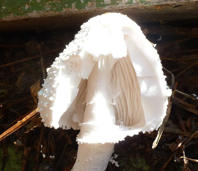 File:White Shroom 02.jpg