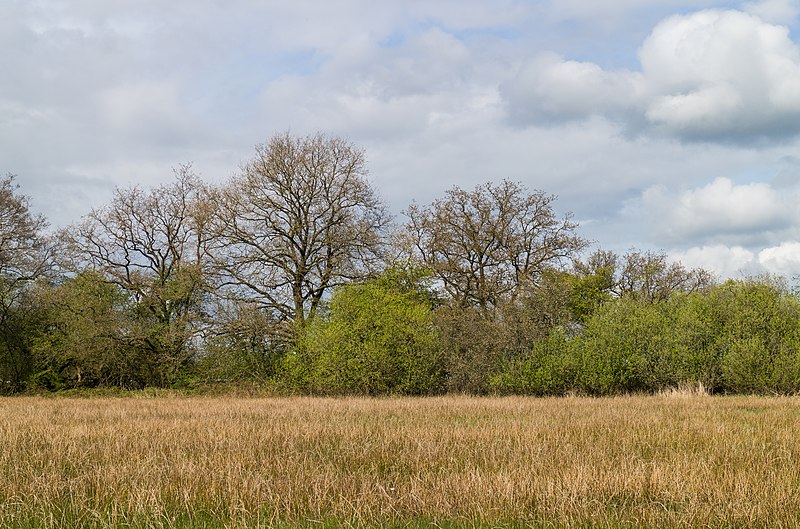 File:Wijnjeterper Schar, Natura 2000-gebied provincie Friesland 017.jpg