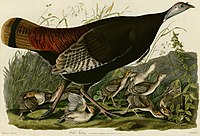 Moda polaponlari bilan (John Audubon surati)