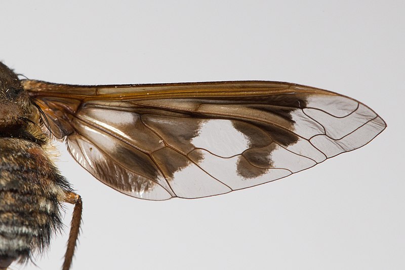 File:Wing of Exoprosopa pueblensis specimen, CAS Entomology.jpg