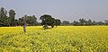 Winter Mustard field & Ektara