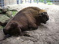 Wisent (Bison bonasus)