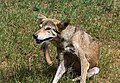 * Nomination Wolf in Mysore zoo --Rijinatwiki 08:19, 25 July 2016 (UTC) * Decline  Oppose Bad bottom crop. --C messier 09:50, 25 July 2016 (UTC)