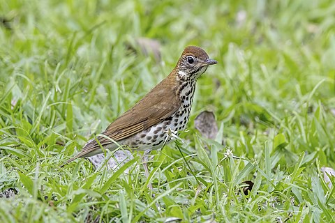 Wood thrush