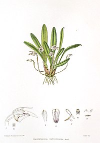 Masdevallia ortgiesiana Masdevallia campyloglossa