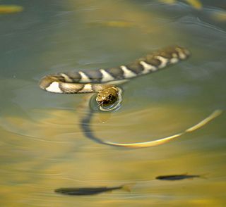 Boulengers keelback species of reptile