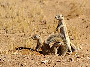   Xerus inauris