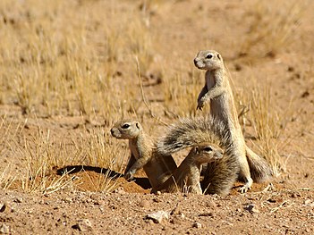 Xerus inauris 1.jpg