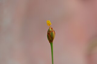 <i>Xyris brevifolia</i> Species of yelloweyed grass