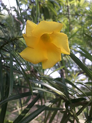 <i>Cascabela thevetia</i> Species of plant