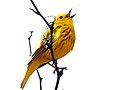 Warbler singing