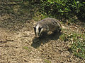 Young Badger near Clay Hill Cottages - geograph.org.uk - 1370111.jpg