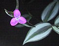 Thumbnail for Tradescantia zebrina